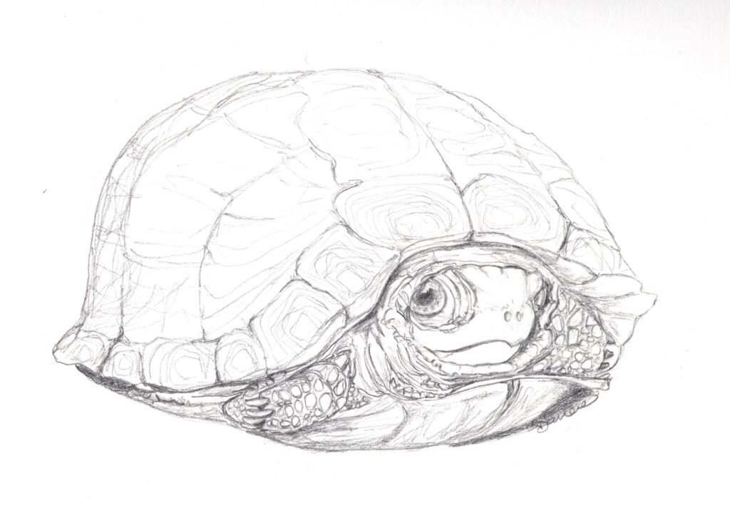 Turtle