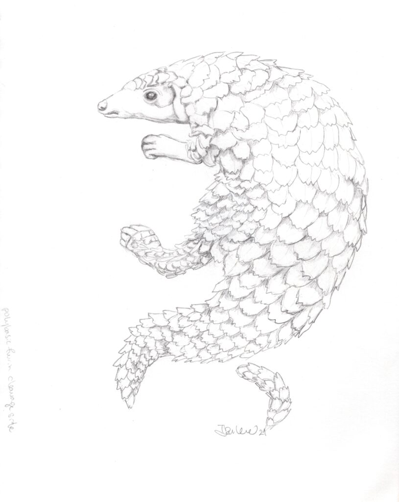 pangolin