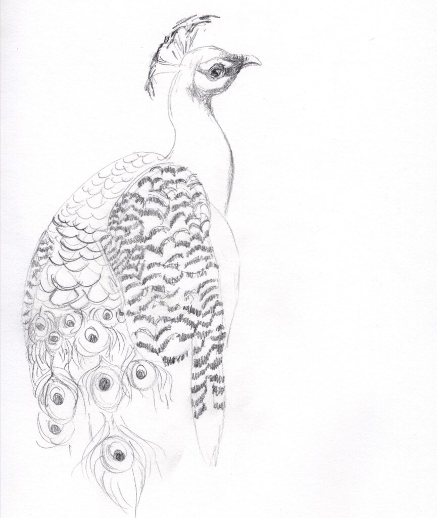 peacock